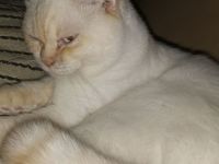 Super niedlicher Deckkater, Bkh Weiß Red Point