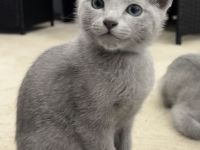 Russisch Blau Kitten mit Stammbaum