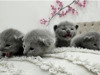 Russisch Blau Kitten mit Stammbaum