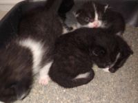 Katzenbabys abzugeben in 12 Wochen