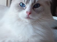 von der Königslinie