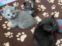 Wunderschöne reinrassige BKH-Kätzchen mit Stammbaum