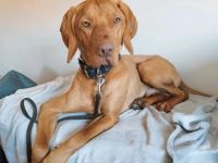 Karli sucht dringend ein neues Zuhause!