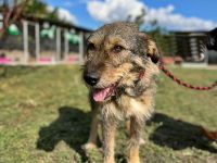 Benji, freundlich