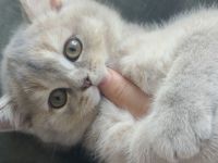 BKH kitte zum abgeben