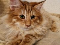 Norwegische Waldkatze in amber