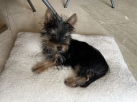 4 Monate reinrassige Yorki