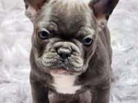 *Französische Bulldogge Welpen Merle blue Peat Black Brindle mit Ahnentafel suchen ein Zuhause *