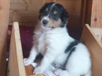 Amerikanischer Collie Welpen