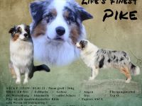 Australian Shepherd Deckrüde Blue merle
