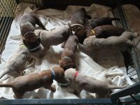 Weimaraner in silber x Labradoodle in braun = Weimaraner + Labradore + Labradoddle