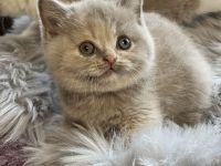 Wunderschönes BKH Mädchen