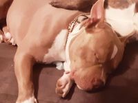 Pocket Bully sucht neues Zuhause