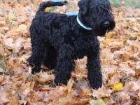 Bezaubernde Kerry-Blue-Terrier Junghunde