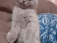 Bkh Kitten lila reinrassige