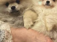 Zwei Zwergspitz-Welpen suchen ein neues Zuhause