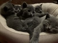 Russisch blau Kitten