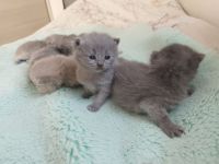 BKH Kitten blue britische Kurzhaar