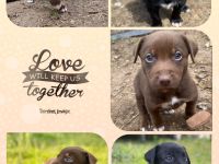 Reinrassige Welpen mit Papieren ähnlich Bordercollie / Border Collie / Kelpie