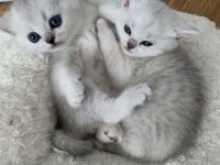 BKH Kitten Silver Shaded