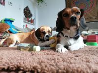 Puggle-Welpen: bald suchen wir ein neues Zuhause