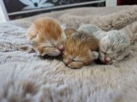 Reinrassige BKH Kitten golden Shell mit Stammbaum