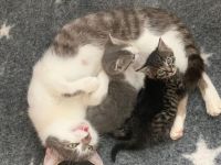 Kitten , Babykatze BKH / Maine Coon / EKH Mix Kitten weiblich