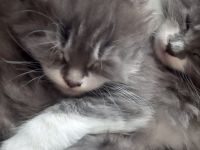 Maine Coon Kitten reinrassig