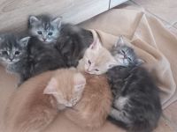 Maine Coon - BKH Mix Kitten