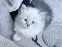 Süße Neva Masquarade und sibirische Kätzchen