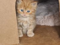 Sibirische Katzen und Neva Masquarade