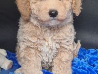 Mini Lagotto Doodle Welpen