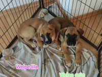 Süße schnüffelnnasen