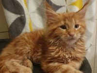 Maine Coon kätzchen