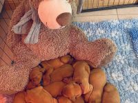 Hungarian short-haired vizsla puppies are available in our FCI Kennel