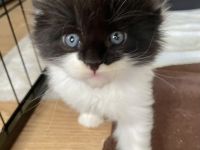 Maine Coon Kitten Katzenbabys mit Stammbaum/ Papieren vom Züchter