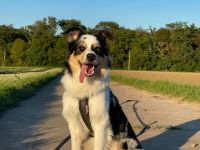 Border Collie (Deckrüde)