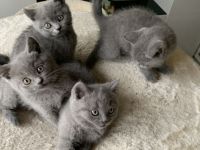 Süsse BKH Kitten in blue