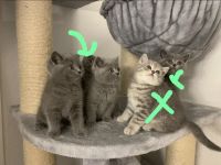 Bkh blue kitten 12 Wochen alt