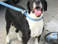 Ruhiger und friedlicher Caesar