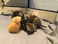 Maine coon x BKH Mix kitten