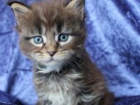 Coonies vom Calverbühl