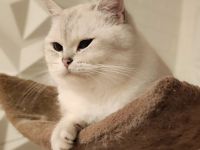 Deckkater BKH mit Stammbaum