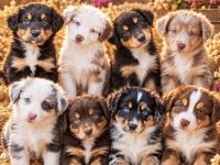 Miniature Australian Shepherd Welpen mit Papieren
