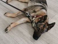 Junge deutsche Schäferhündin sucht ein neues und liebevolles Zuhause