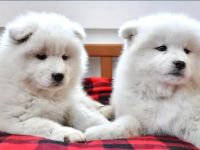 Traumhafte Samojeden mit FCI Papieren