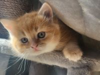 Bkh Kitten suchen ein liebevolles Zuhause