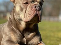 Wunderschöner Deckrüde Französische Bulldogge Fluffy Träger/ Isabella