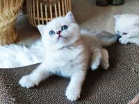 Wunderschöne BKH Kitten