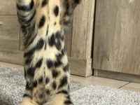 Reinrassige Kätzchen zu verkaufen